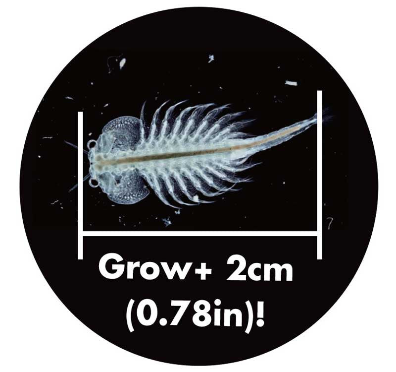 Sea Monkeys Original Ocean Zoo Grow Your Own Pets Educational Science Kit