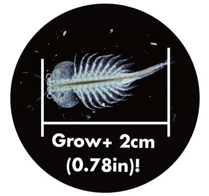 Sea Monkeys Original Ocean Zoo Grow Your Own Pets Educational Science Kit