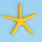 Mini Aquarium Medium Decorations Natural Coral Plants